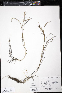 Sparganium hyperboreum image