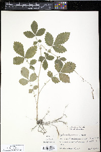 Agrimonia pubescens image