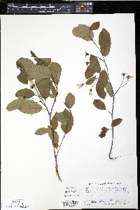 Amelanchier bartramiana image