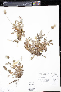 Dryas octopetala image