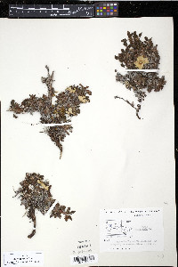 Dryas octopetala image