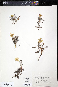 Dryas octopetala image