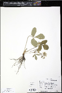 Fragaria vesca image