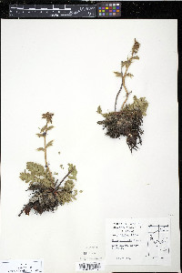 Geum glaciale image