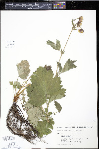 Geum rivale image