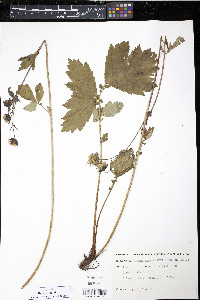 Geum rivale image