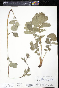 Geum rivale image
