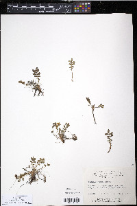 Potentilla egedii image