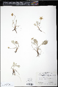 Potentilla egedii image
