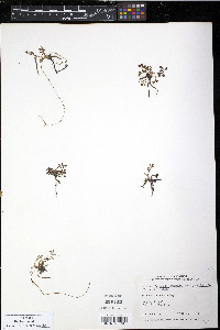 Potentilla egedii image