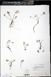 Potentilla egedii image