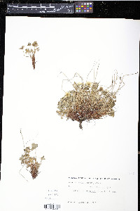 Potentilla crantzii image