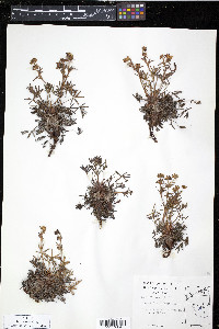 Potentilla biflora image