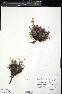Potentilla biflora image