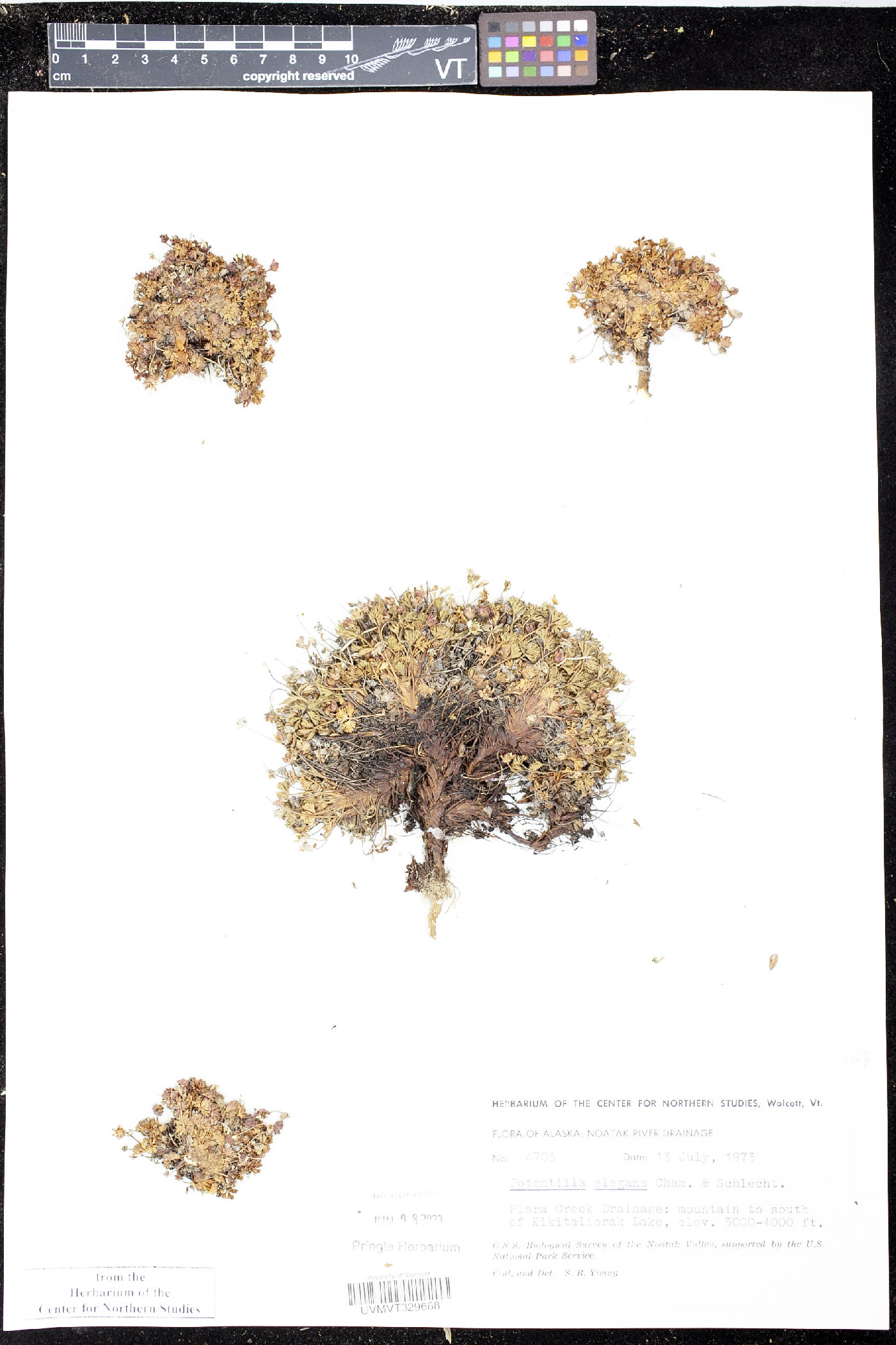 Potentilla elegans image