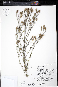 Centaurea stoebe subsp. micranthos image