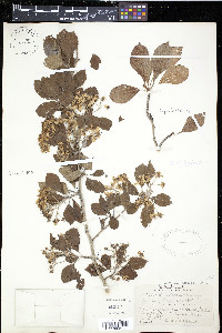Crataegus punctata image