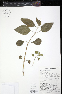 Iresine rhizomatosa image