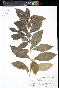 Rauvolfia viridis image