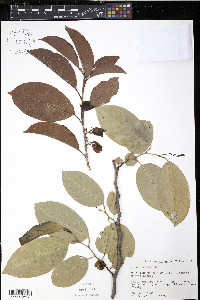 Annona glabra image