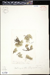 Selaginella rupestris image