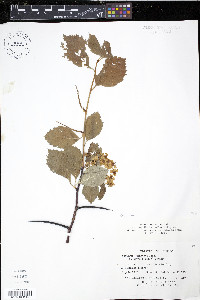 Crataegus punctata image