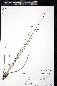 Xyris torta image