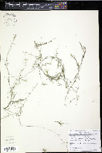 Najas flexilis image