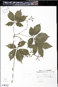 Parthenocissus inserta image