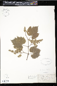 Vitis riparia image