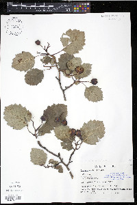 Crataegus submollis image