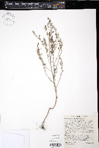 Chenopodium leptophyllum image