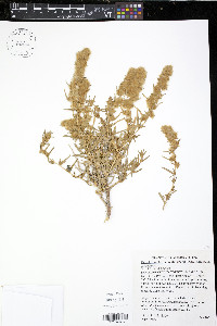 Krascheninnikovia lanata image