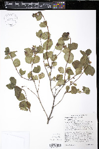 Symphoricarpos albus image