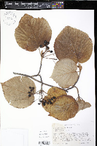 Viburnum lantanoides image