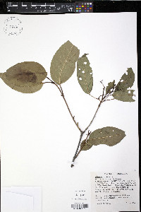 Viburnum lentago image