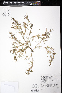 Spergularia canadensis image