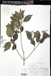 Cornus foemina image