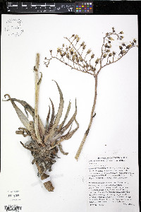 Dudleya lanceolata image