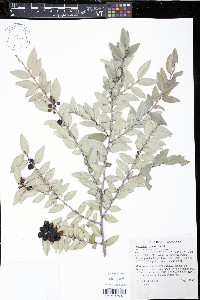 Vaccinium ovatum image