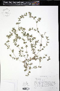 Euphorbia humistrata image