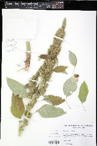 Amaranthus retroflexus image