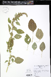 Amaranthus powellii image