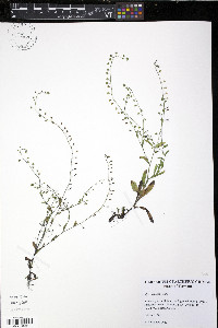 Myosotis laxa image