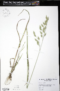 Bromus secalinus image