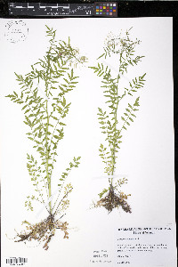 Cardamine impatiens image