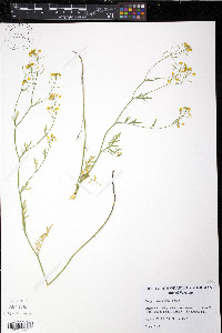 Rorippa sylvestris image