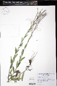 Epilobium strictum image