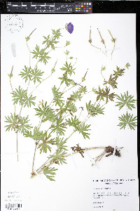 Geranium sanguineum image