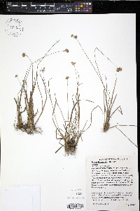 Juncus filipendulus image